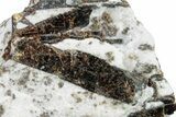 Golden-Brown, Radiating Astrophyllite - Kola Peninsula, Russia #255086-1